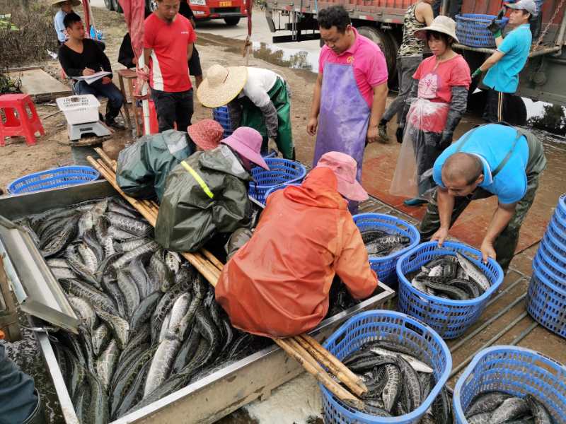 黑鱼养殖推广,黑鱼养殖成本分析及利润获取方法