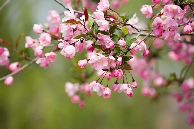 我从花海中归来!花仙子4月15日盛大开园