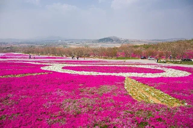 我从花海中归来!花仙子4月15日盛大开园
