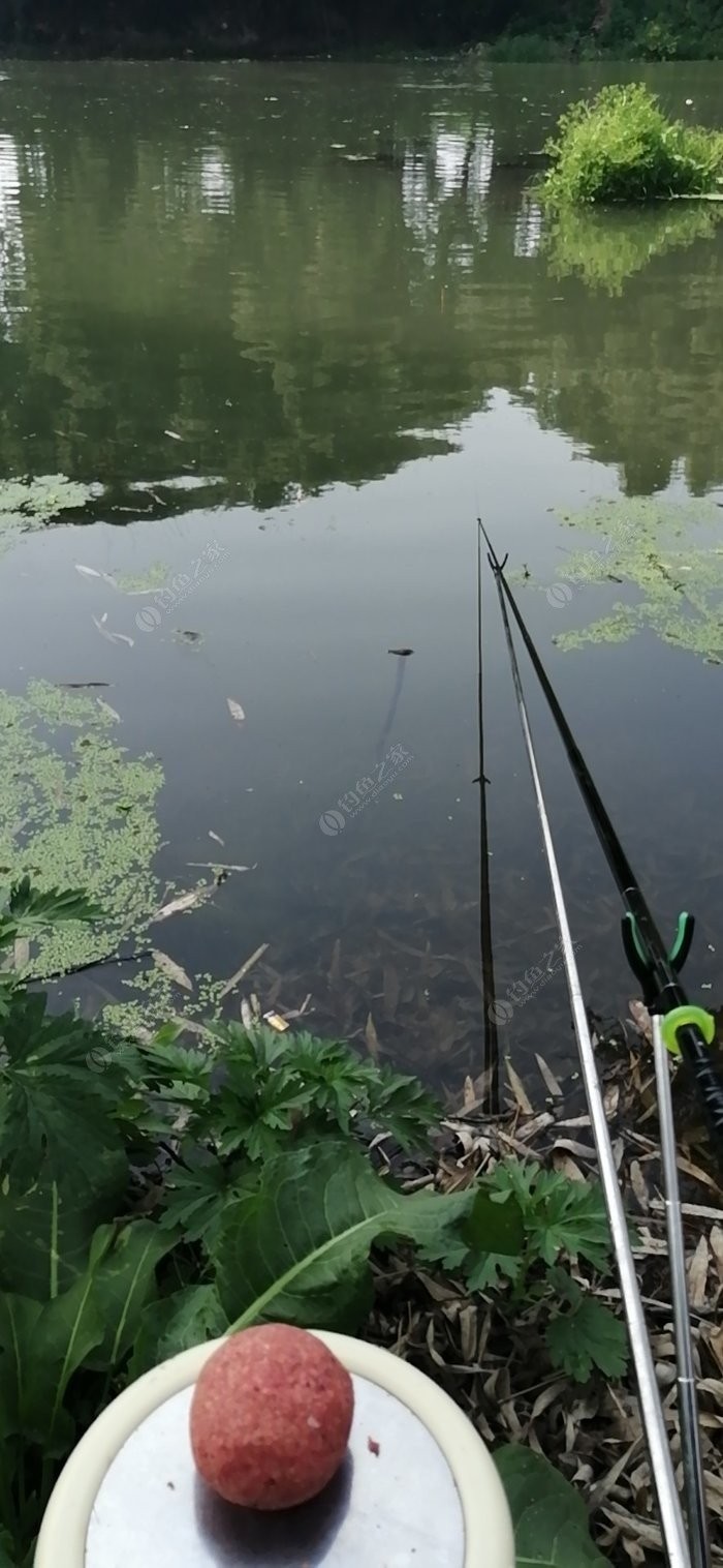 老钓友用什么钓鲫鱼,老钓友钓鱼技巧