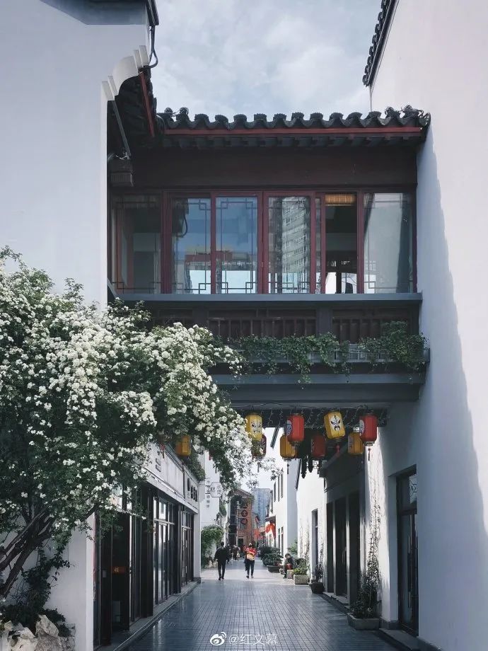 花漾秦淮|最是一年春好处，木香盛放醉秦淮