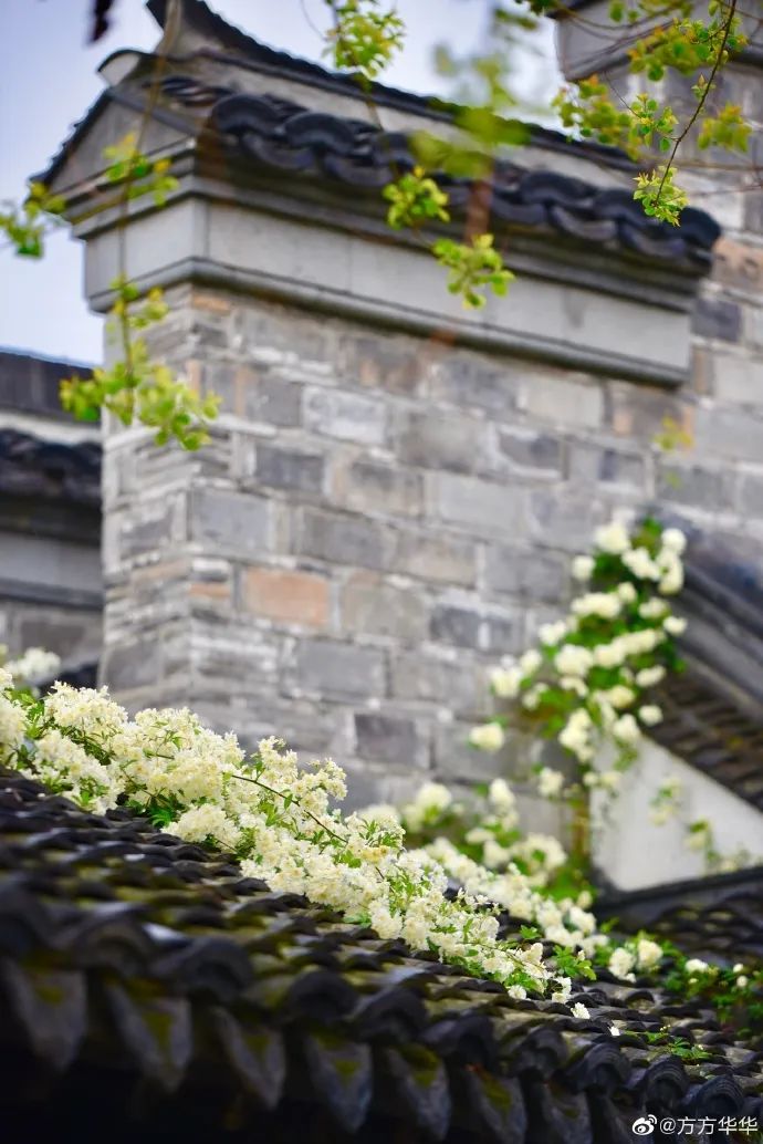 花漾秦淮|最是一年春好处，木香盛放醉秦淮