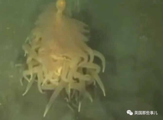 深海发现40多米的水母,深海发现巨型水母