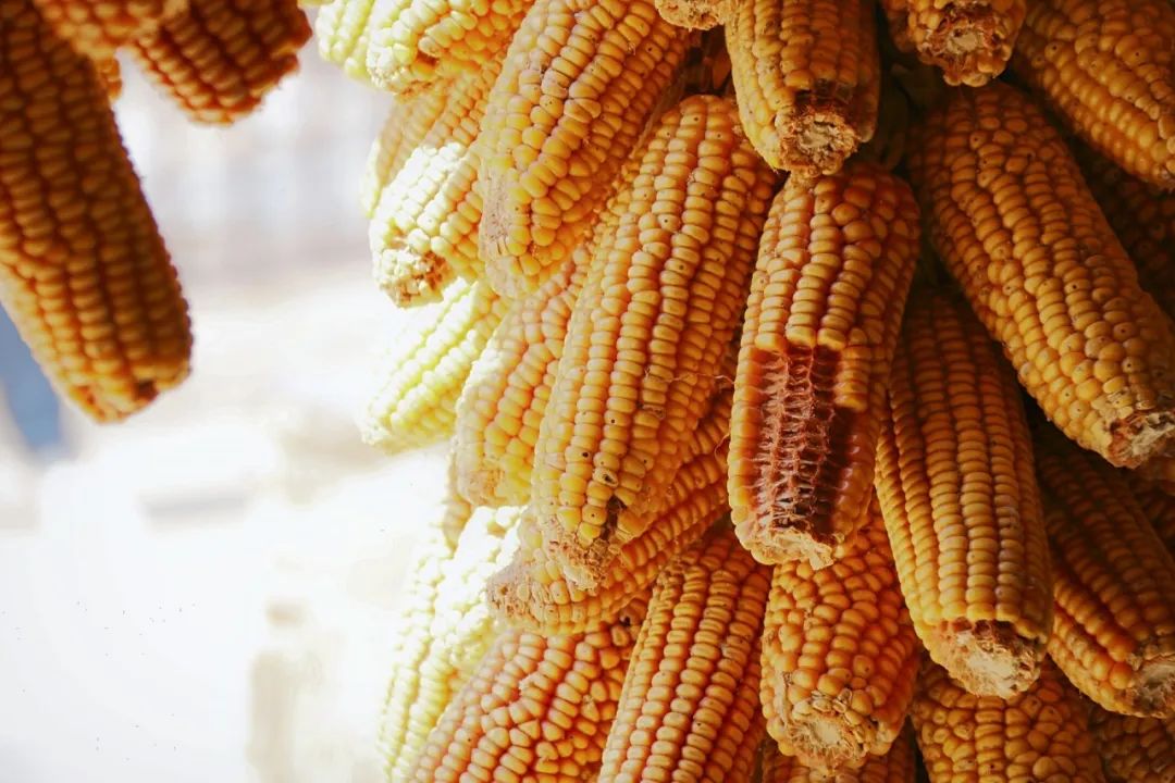 五谷是什么,五谷是什么粮食组成的