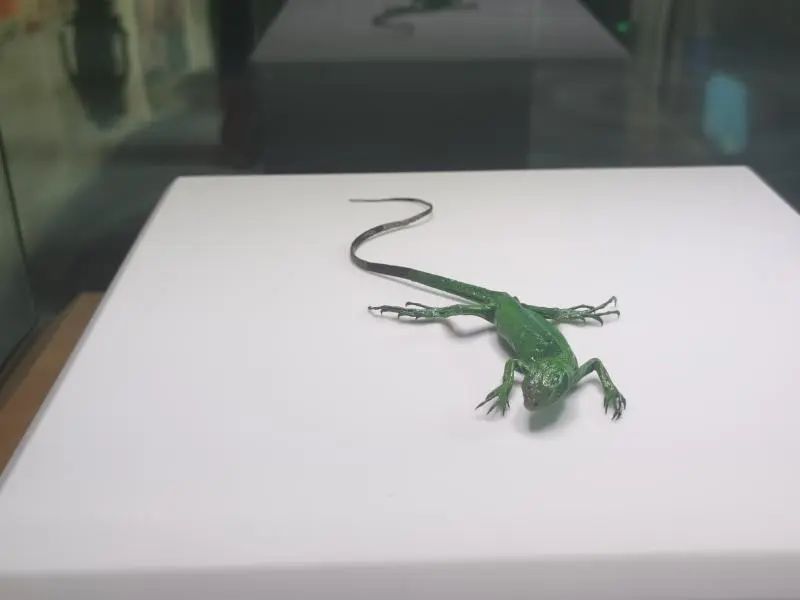 还有人从国外寄来20多只果蝠标本？海淘代购注意了，邮寄蜥蜴、盆景入境，可能会入刑