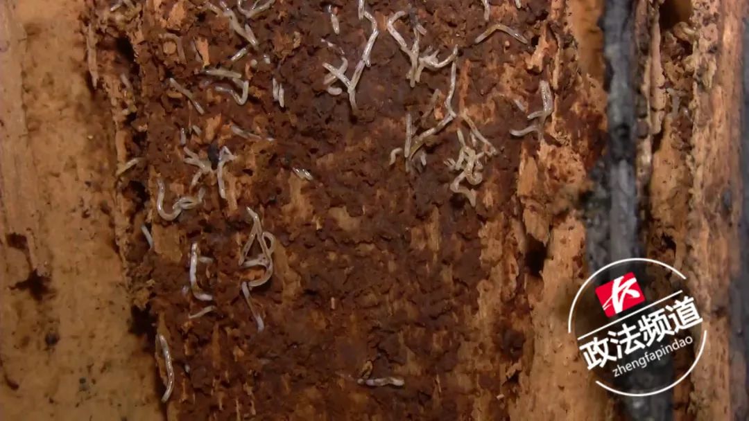 白蚁防治收费依据及标准长沙,长沙白蚁分飞期怎么防治