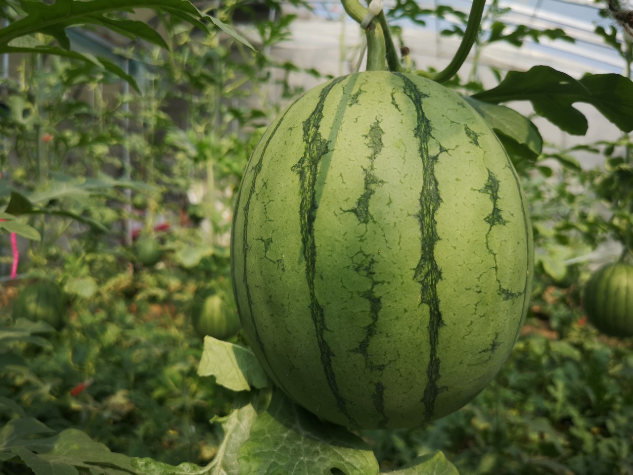 自家种的几十亩西瓜欢迎订购,一亩露天西瓜能卖多少钱