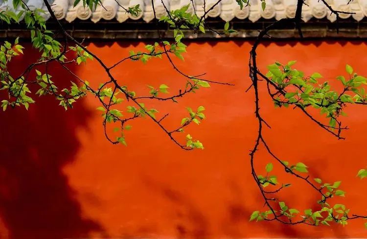 石家庄的春天真的太美啦,石家庄春天看花