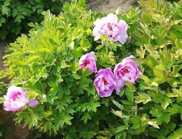 石家庄的春天真的太美啦,石家庄春天看花