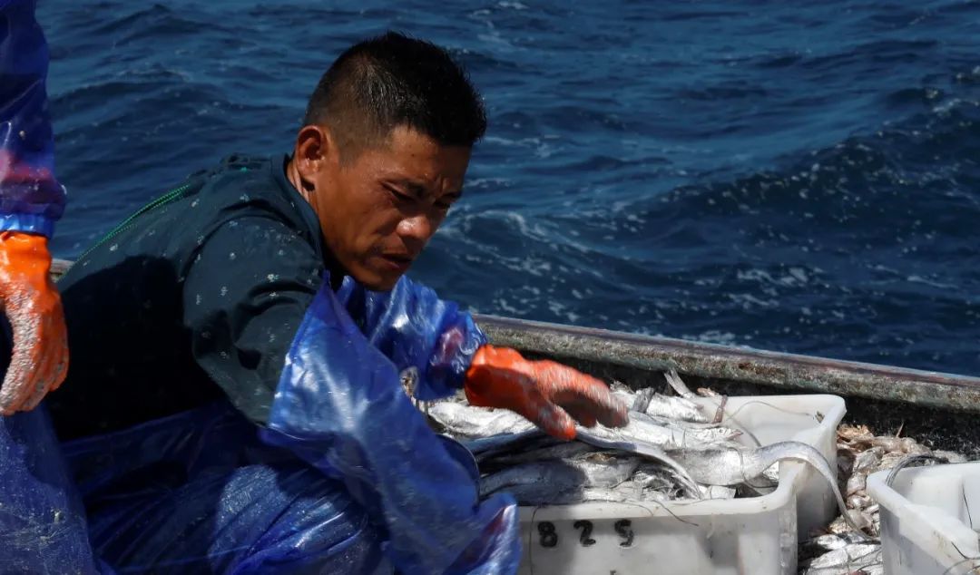 舟山带鱼是带鱼中的爱马仕,雷达网带鱼和普通带鱼有什么区别