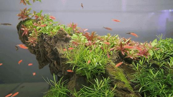 重庆最大的花市需要门票么,重庆最大的花市怎么走