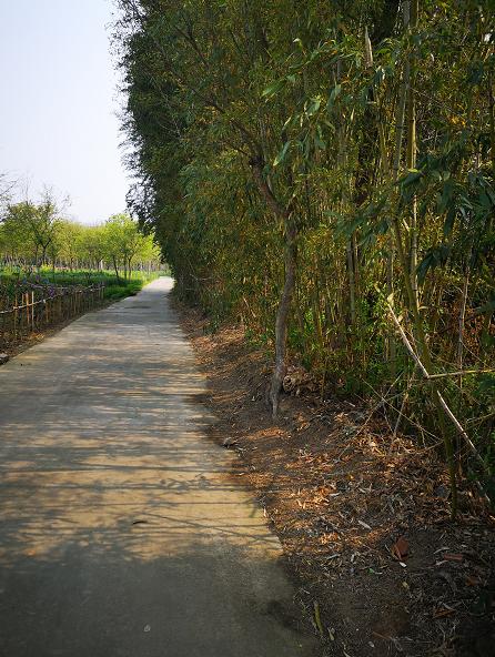 黄汉亮｜寻找家乡的枝杨树