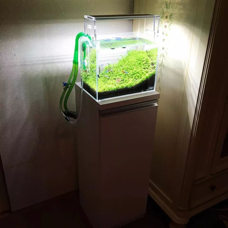 没有过滤的造景缸,没有造景的鱼缸好看吗