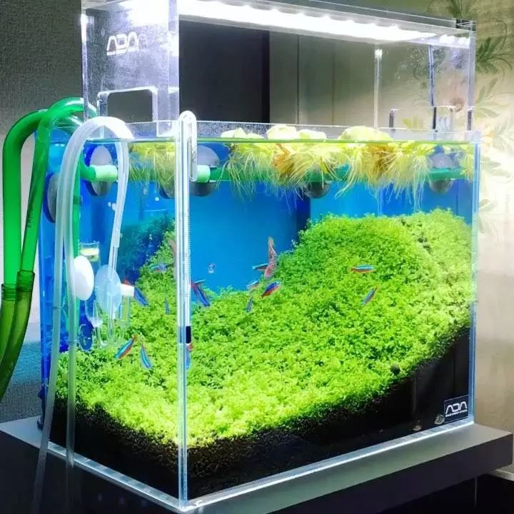 没有过滤的造景缸,没有造景的鱼缸好看吗