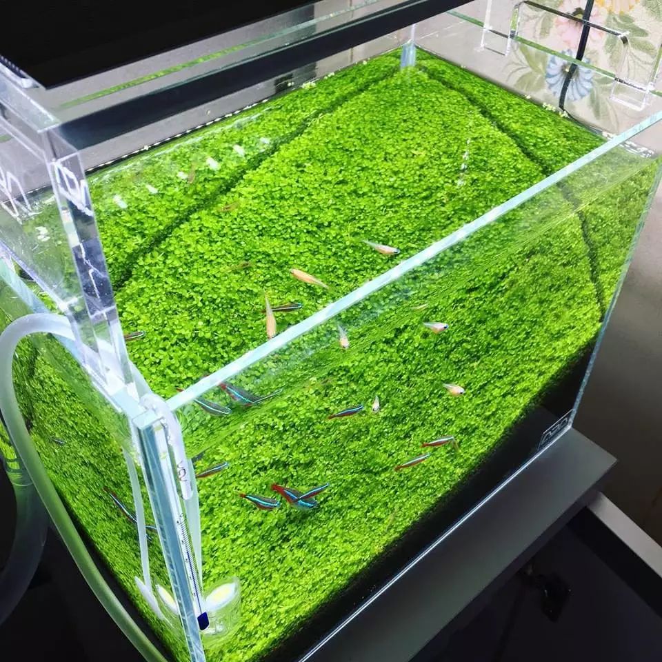 没有过滤的造景缸,没有造景的鱼缸好看吗