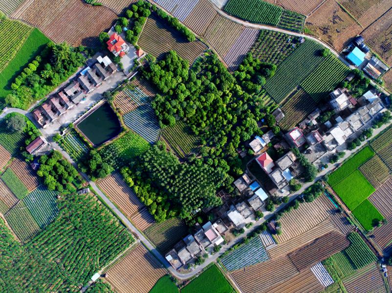 村集体经济股份合作社成功案例,首批农村集体经济组织股权