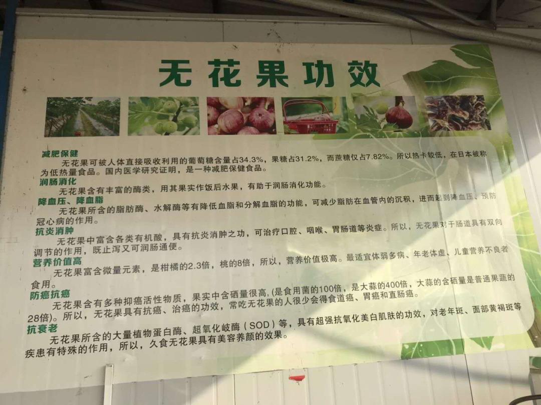 现在卖无花果直播,买无花果直播间