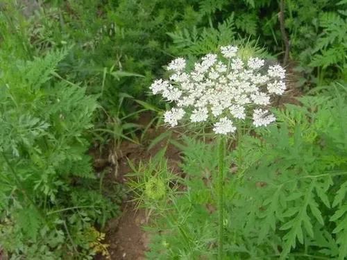 春季野菜不要随便挖这些野菜有毒,四月踏青路边的野菜能采吗