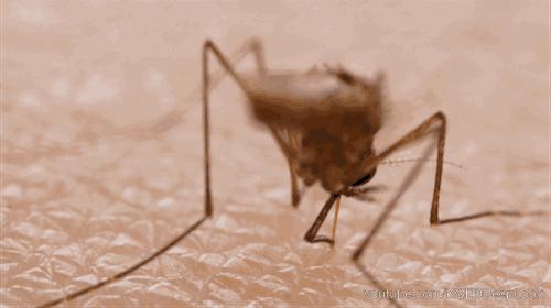 蚊子包挠多久会止痒,被蚊子咬了特别痒怎么快速止痒