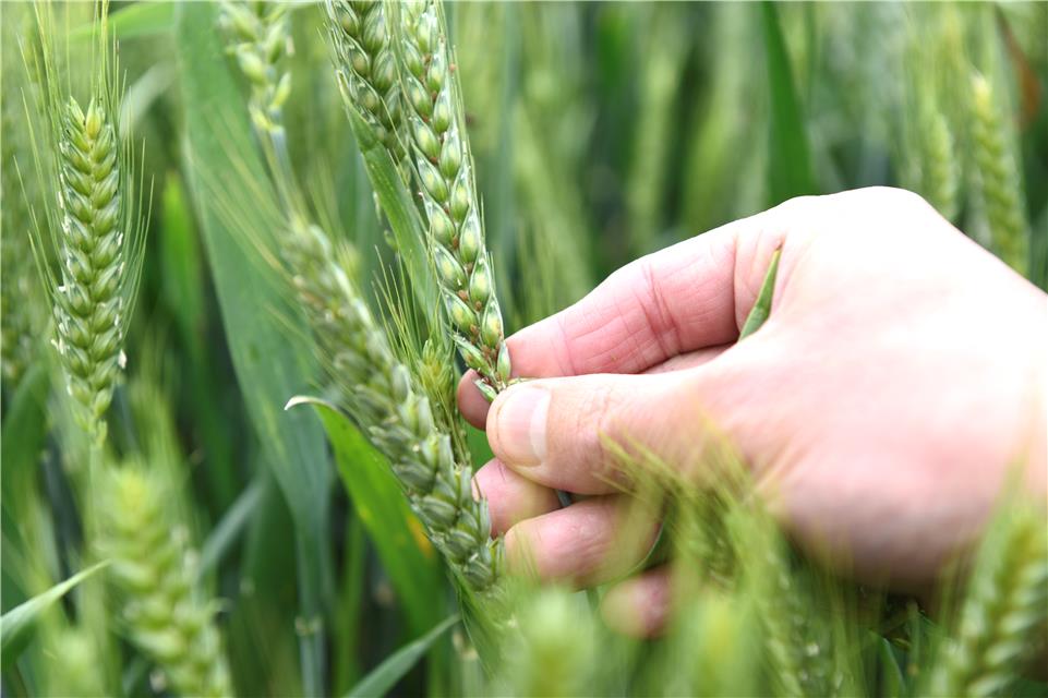 “这个病不可怕，咱的‘飞机’能治它”