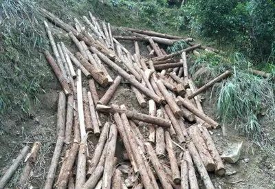 任意砍伐他人树木如何起诉,滥伐林木180立方怎么判刑