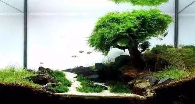 30缸一棵莫斯树造景,莫斯树和丹麦红玫瑰造景