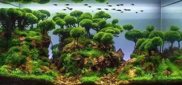 30缸一棵莫斯树造景,莫斯树和丹麦红玫瑰造景