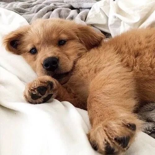 狗为什么改不了食屎的习惯,狗改不了食屎的习惯怎么办