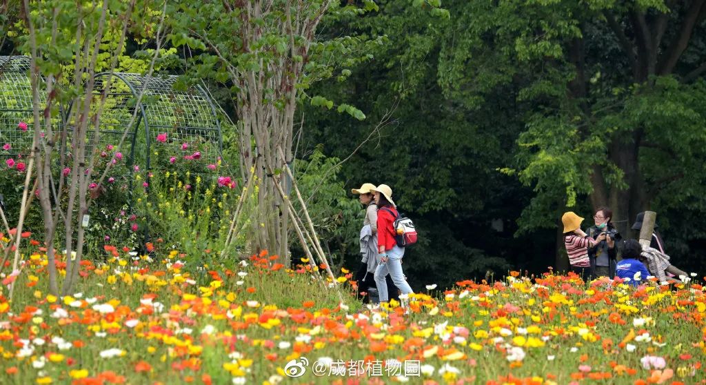 成都一日游打卡必备,成都网红打卡景点一日游