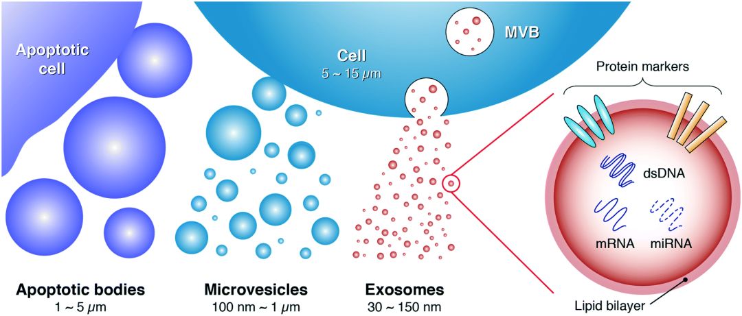 外泌体和干细胞可以一起回输吗,干细胞外泌体最新研究进展