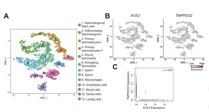 「新冠」有证据表明：COVID-19不会通过*行为性**传播