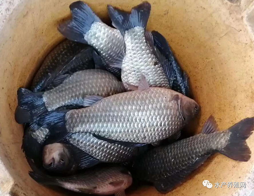 小草鱼价格会上涨吗,小草鱼价格行情最新