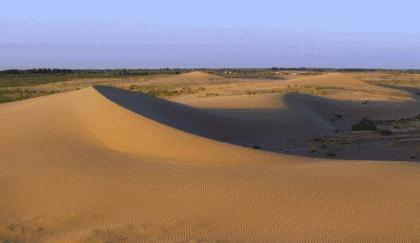 干掉千年沙漠,千年沙漠种树有多厉害