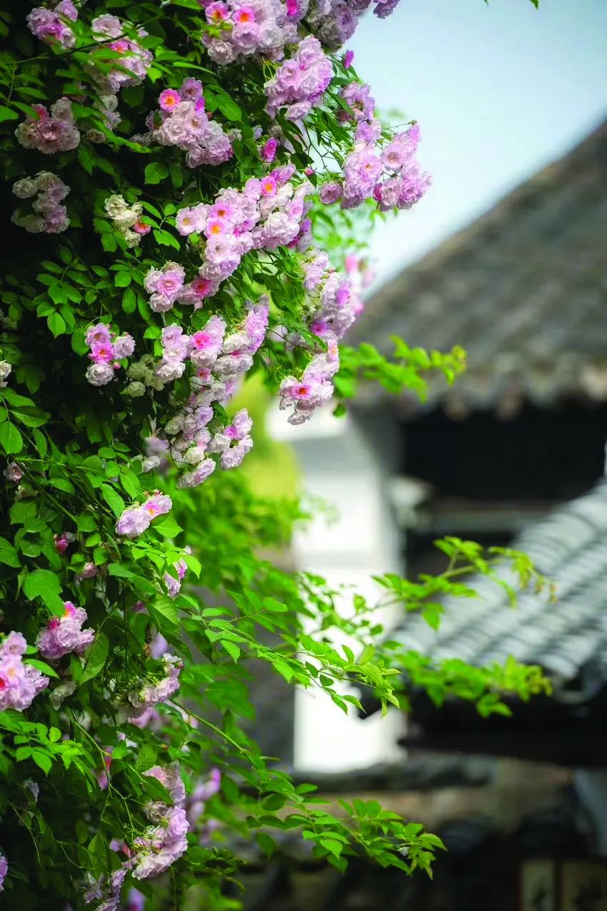 五一出行必备100个攻略,五一出行峨眉山攻略