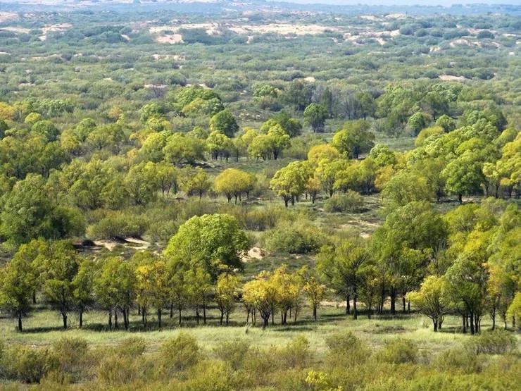 干掉千年沙漠,千年沙漠种树有多厉害