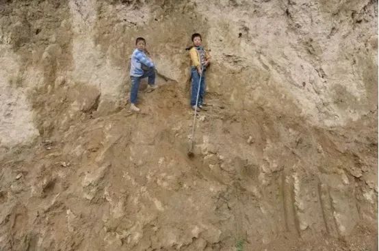 干掉千年沙漠,千年沙漠种树有多厉害