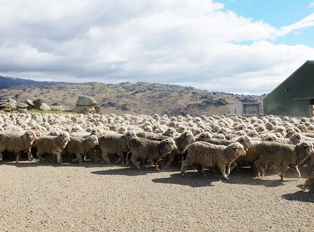 beamsssz购买渠道,beamsssz发售价