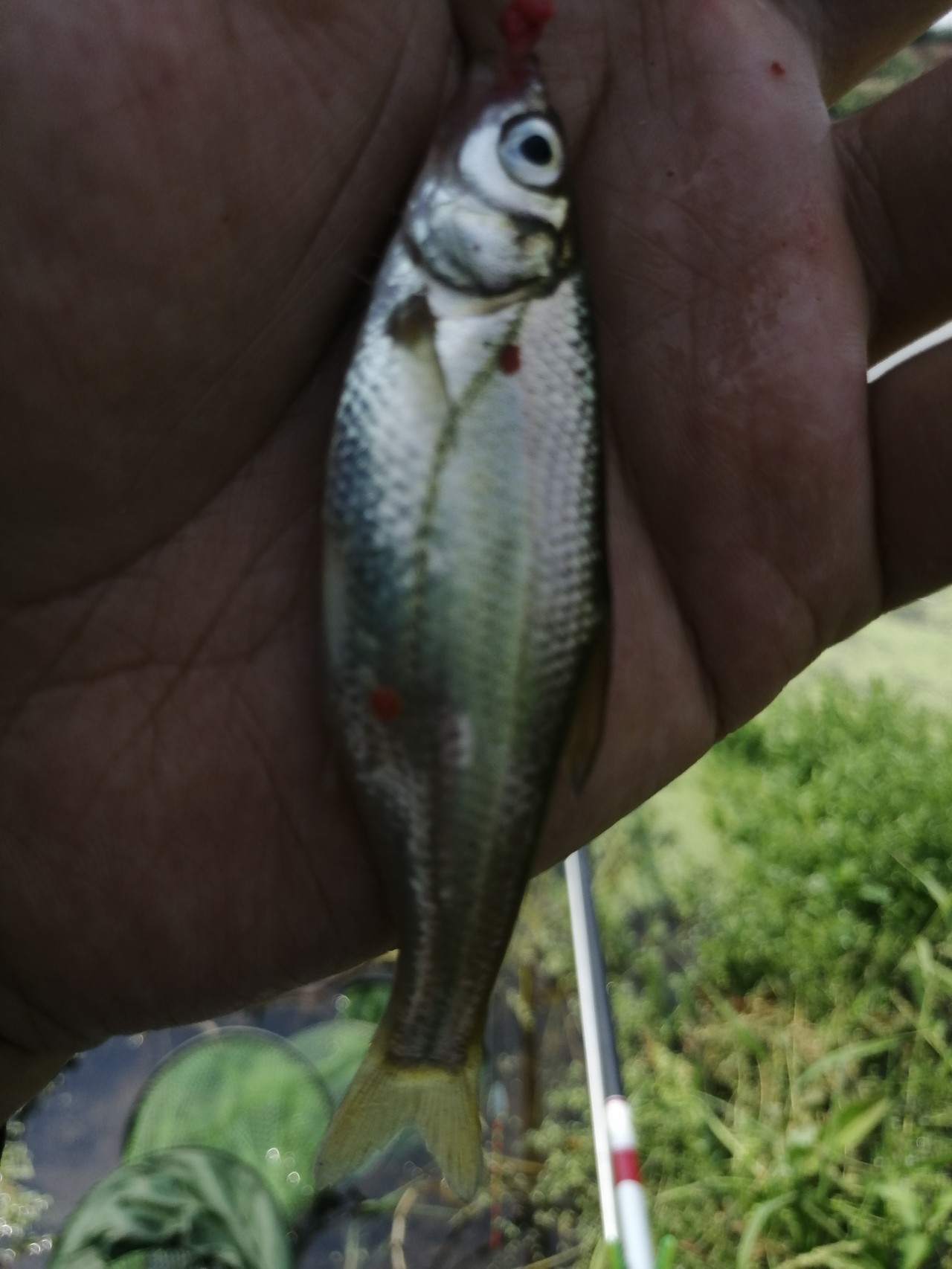 野钓小鱼闹窝怎么办用几号钩,野钓小鱼闹窝怎么解决