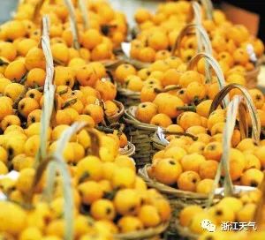 塘栖枇杷熟了！有了这份指南，吃货们必定不虚此行！