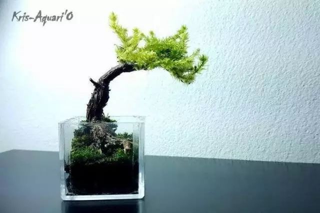 胶囊微景观,胶囊景观