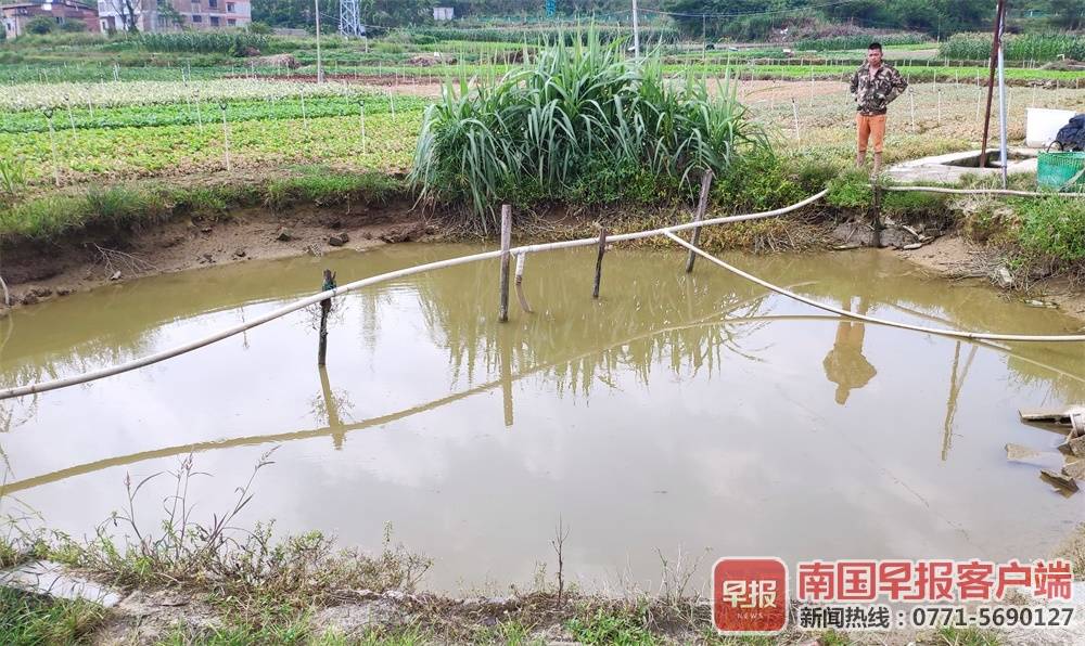 三四千公斤蔬菜莫名枯死，南宁一菜农疑灌溉用水遭污染