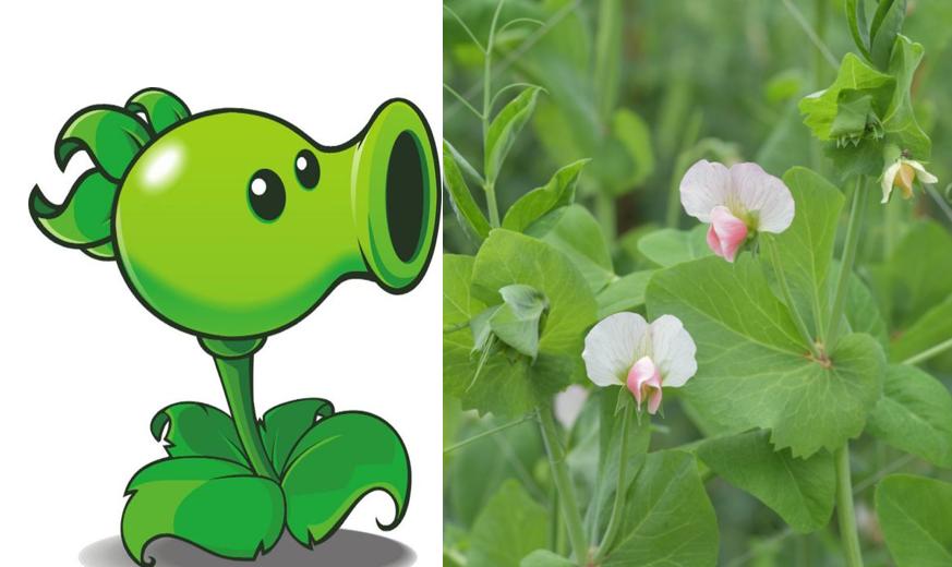 植物大战僵尸盘点那些奇葩的植物,植物大战僵尸最诡异的十大植物