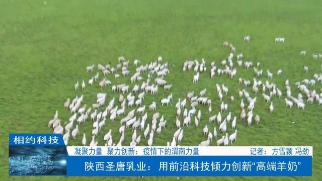 圣唐乳业产800克羊奶多少钱一盒,陕西圣唐乳业的羊奶传奇