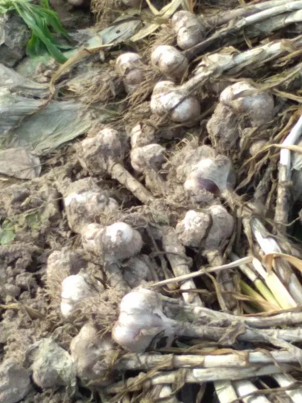 大蒜行情中牟大蒜,中牟大蒜今年蒜价