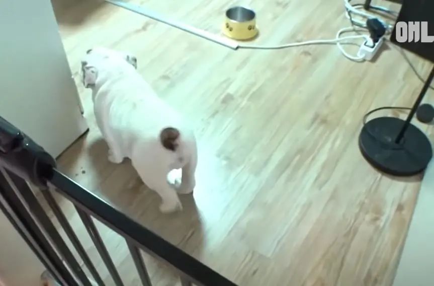 小奶狗怎么越吃越瘦是什么原因,小奶狗太瘦如何快速长胖