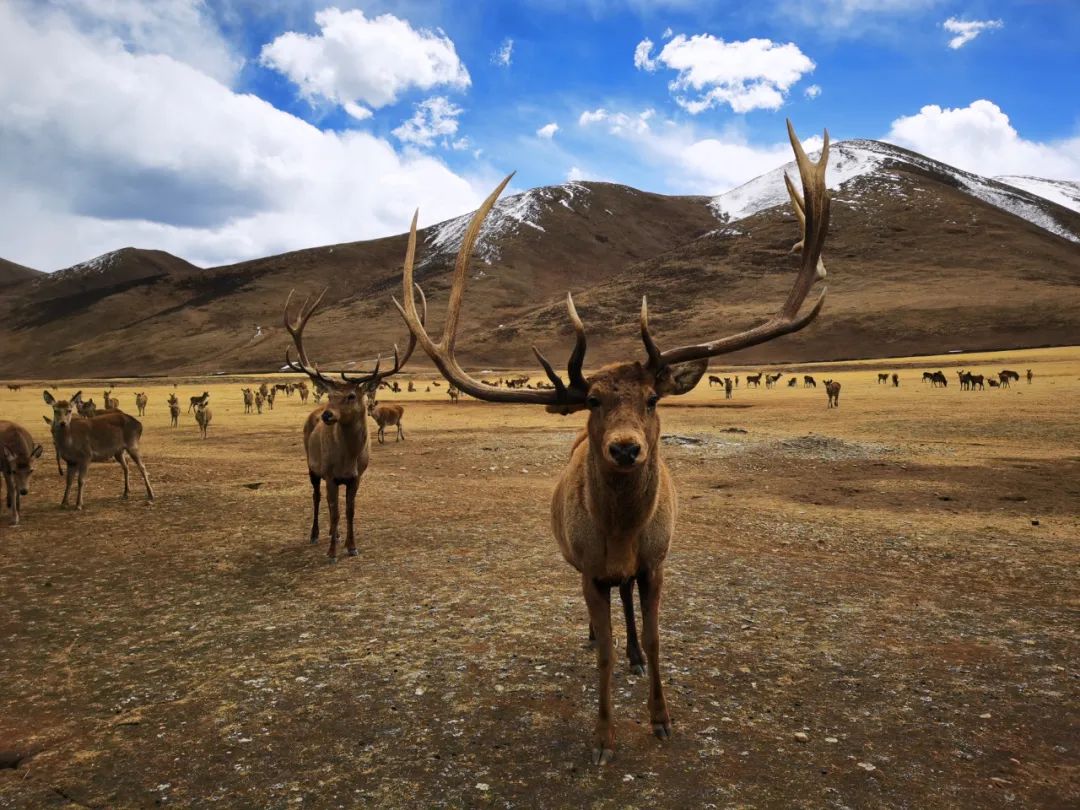 闈掕棌楂樺師涓婄殑椹箍,楂樺師涓婄殑椹箍