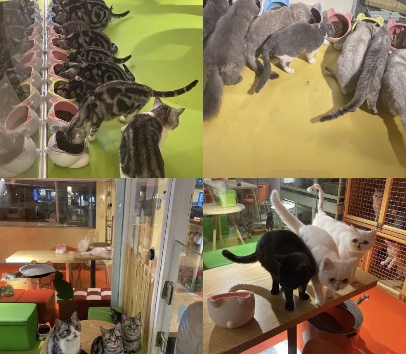 网友吸猫撸狗,吸猫撸狗的地方