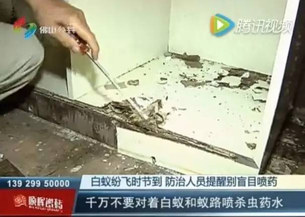 白蚁大军来袭遇到千万别盲目消杀,南宁白蚁大军最新消息