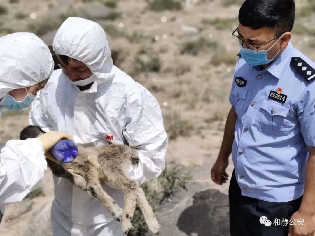 保护野生动物青海森林公安在行动,保护野生动物执法力度