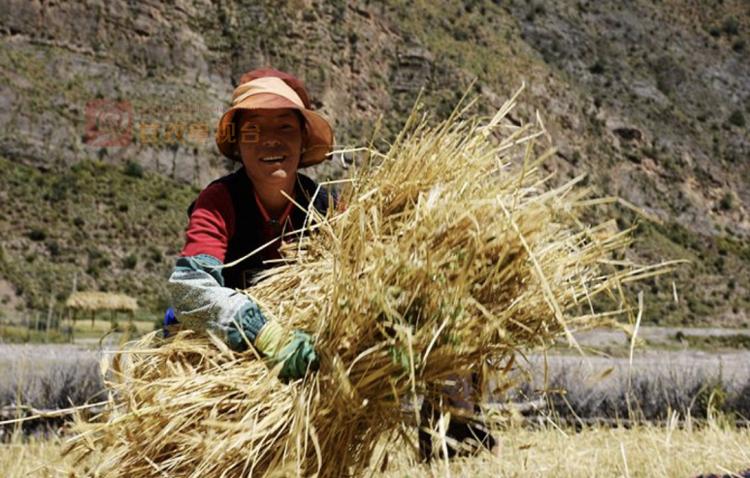 奋进甘孜小康之路丨致富有路脱贫有门甘孜县打造特色产业品牌